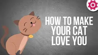 How to Make Your Cat Love You