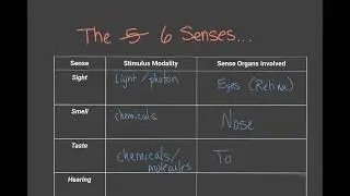 Senses Notes