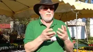 Multiplier les primevères