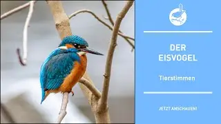 Vogelstimmen: Der Eisvogel - Kingfisher - Alcedo atthis (4k)