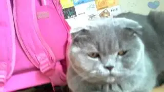 МОЯ КОШКА КЛЁПА