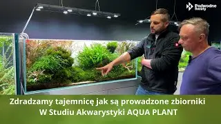 Zdradzamy tajemnicę jak są prowadzone zbiorniki w Studiu Akwarystyki AQUA PLANT