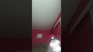 Басик и помидоры😅😂🤣