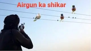 Shoot the birds with airgun | Dove Hunting with pellet gun