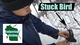 Dark-eyed Junco Rescue! (Stuck in Plant?!)