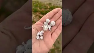 A comparison test of garlic firecrackers of different sizes from 