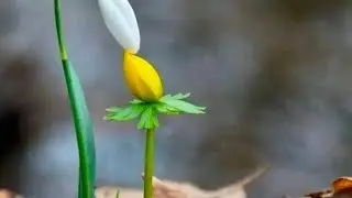 Slavyansk. March 1, 2023. Lots of events on the first day of spring.🎋 Let's make dessert