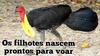 PERU DO MATO-  UMA AVE QUE NÃO CHOCA E SEUS FILHOTES NASCEM PRONTOS PARA VOAR.