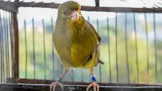 Canary Sound Effect - Canary Singing Video