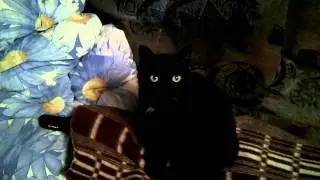 Наш понятливый кот