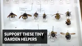Support the Beneficial Bugs in Your Garden
