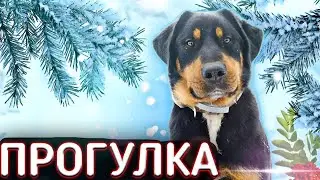 Прогулка в метель с Бобкой.