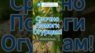Помоги Огурцам В Августе! #огурцы #грядки #сад #дача #огород #подкормка #рецепт #садоводство