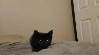 black cat ❤❤