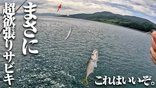 釣れるチャンスが2倍だと…!?釣具屋で見かけたサビキ仕掛けが何やらスゴそうなので、試しに買ってみたら…アジ爆釣で最高の1日になった件。