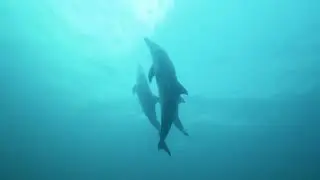 Dolphin male alliances on the move🐬💪