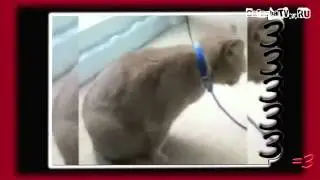 ОТРЫЖКОТЭ   RWJ по версии Кураж Бамбей