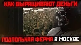 Как в РОССИИ выращивают ТРАВКУ - Подпольная ферма МОРИАРТИ. 