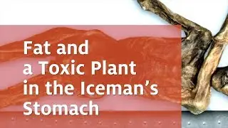 Fat and a Toxic Plant in the Iceman's Stomach