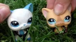 Hello Warrior Cat Fans/YouTube!