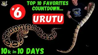 The Urutu: A Rare and Deadly Snake