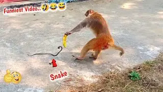 OMG..Big Reaction On Fake Snake By Monkeys Very Funny | Fake Snake Prank On Monkeys-Watch-Part 16
