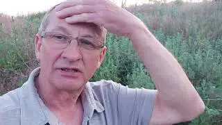 Полин гіркий | Компонент для приготування препарату КАС-81