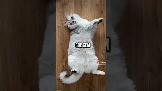 Котяра