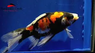 goldenfish060