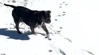 Zeke's first snowball