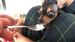 Маленькая злая собачка.
