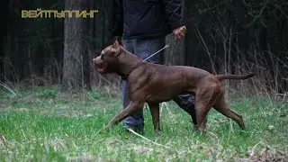 Тренировка вейтпуллинг. Weight pulling. Тренировка питбуля. Сильная тренировка не для новичков.
