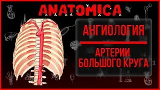 Сосуды большого круга кровообращения / Ангиология