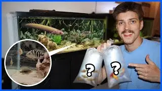 New ALBINO BICHIR + Cichlids For My AQUARIUM!
