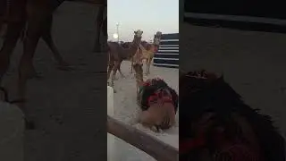 itti nooharaa seeqadhaa jechumaafi jedhe