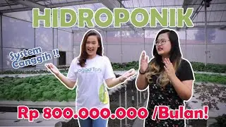Pertanian Hidroponik Blu-Farm capai Rp 800.000.000/Bulan (Part 1)