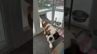 Дверь для крупных собак Petsafe Extreme Weather XL