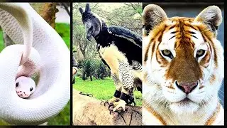 The 5 rarest animals in the world