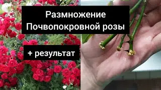 Размножение почвопокровной розы 🌹🌹🌹+ результат.