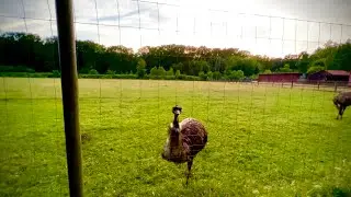 German Forest Walk - 16 June 2022