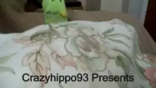 The Unreleased New New Crazy Hippo Show Opening. (Exclusive)