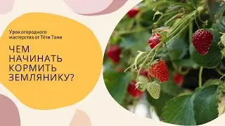 873. Землянике  МАГБОР...а потом овощам...