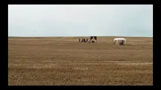 Filmlinjen