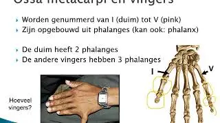 4 4 Polsgewricht en hand