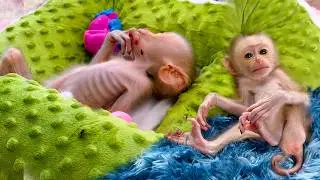 Cute Little Monkey Starts a Happy Day 💕 | Monkey Daily Life in Cozy Home 🏡