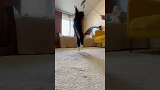 Летучий котик #мой #bobby