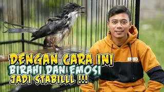 Mengatur settinganan Pola Mandi Burung Cendet Agar Birahi dan Emosi Bisa Stabil Gacor Sepanjang Hari