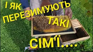 Закликаю, допомогайте починаючим бджолярам!!! НЕ БУДЬТЕ БАЙДУЖИМИ!!! 