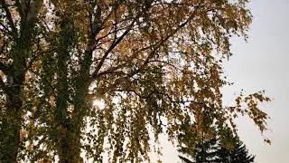 звуки