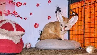 Fennec Fox Stole My Egg - Ikigai The Fennec Fox